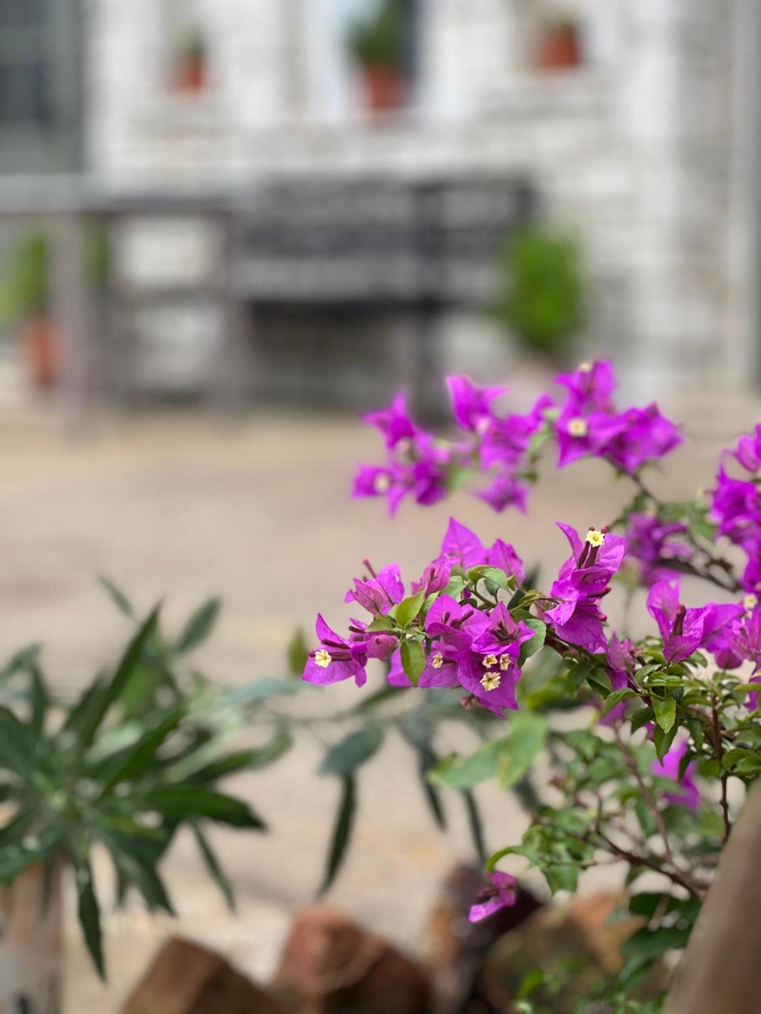 Elea Guesthouse Himara Zewnętrze zdjęcie